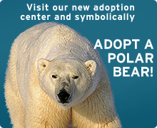 Adopt a polar bear